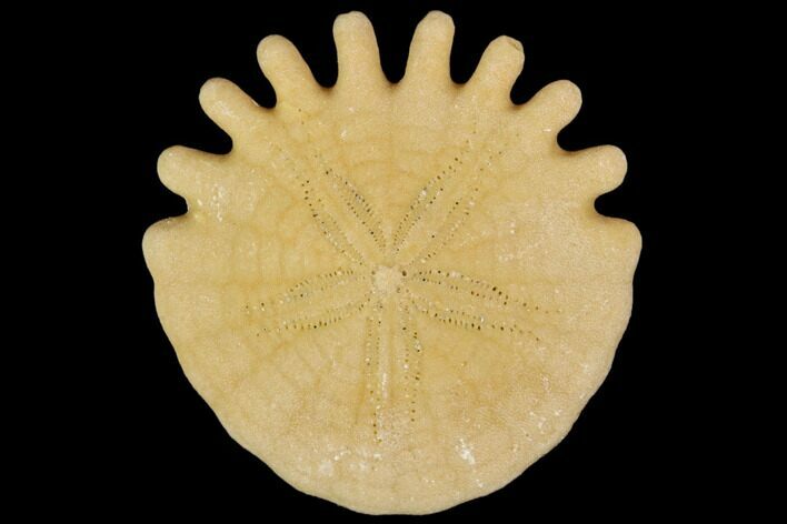 Fossil Sand Dollar (Heliophora) - Boujdour Province, Morocco #106766